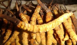 अवैध यार्सागुम्बा कारोवारमा संलग्न कैलालीका एक जना काठमाण्डौँमा पक्राउ