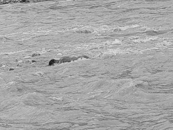 मौरी बगरबाट बगेर बेपत्ता भएका वम देउरा बजार नजिक सेती नदीमा फेला परे