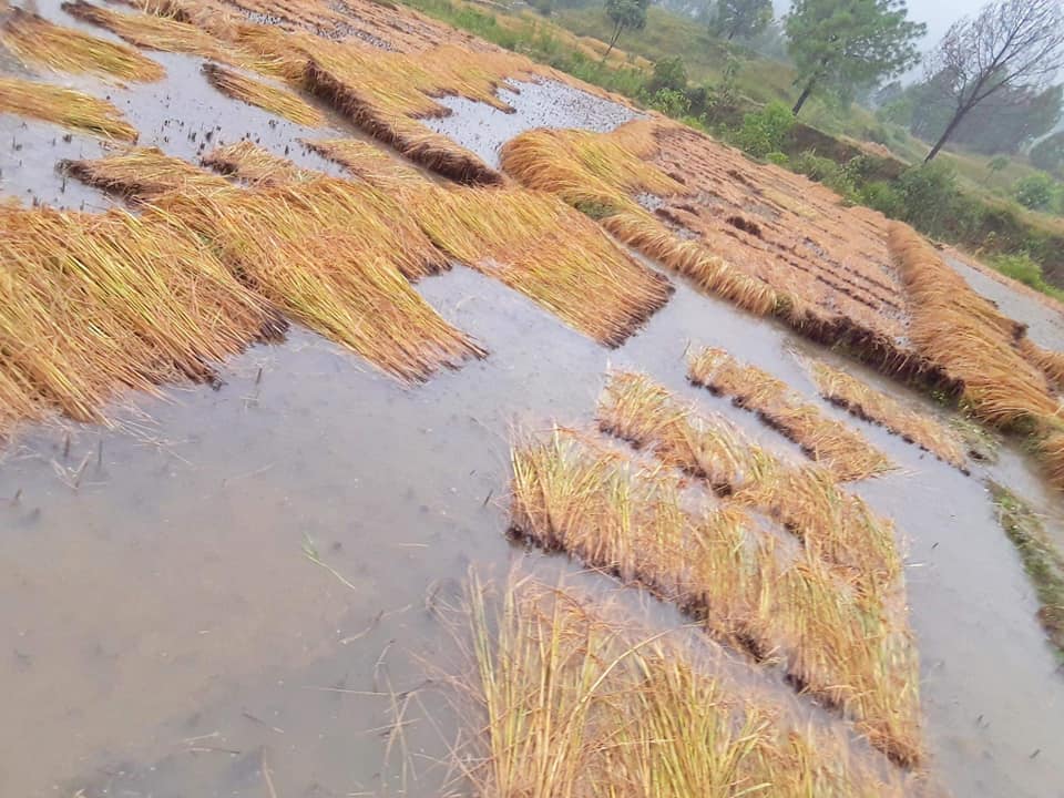 वर्षाका कारण बझाङमा पाक्नै लागेको धानबालीमा क्षति पुग्यो