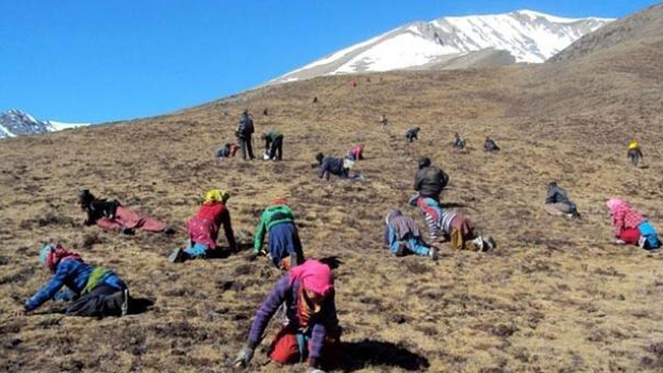 कोरोना महामारीबीच बझाङमा यार्सा संकलन सुरू